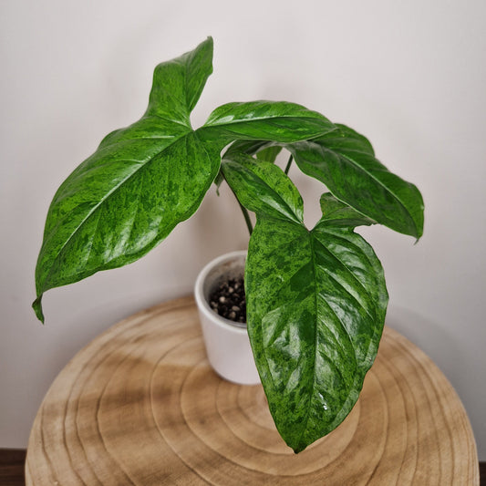 Syngonium mojito