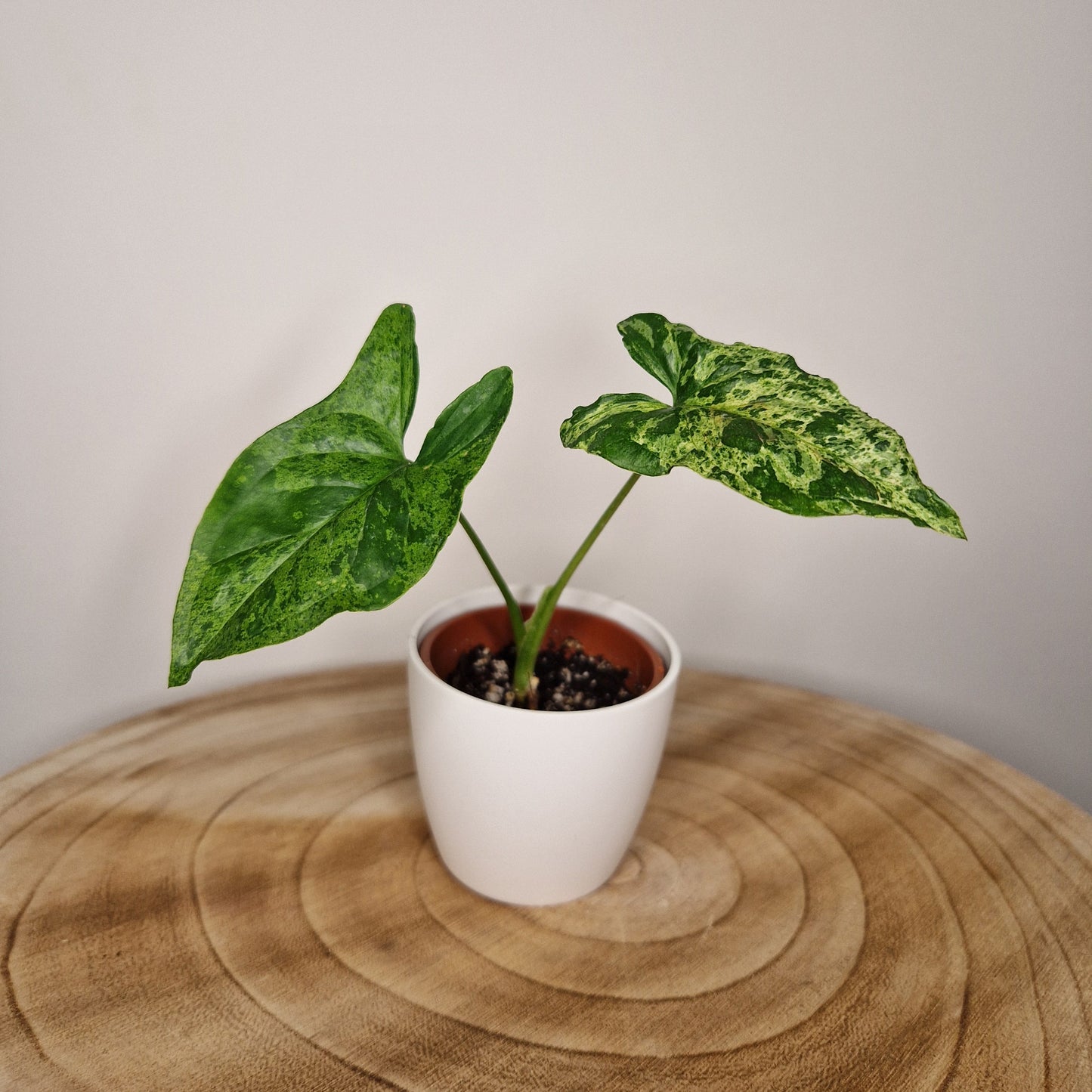 Syngonium mojito