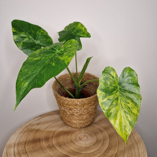 Alocasia gageana aurea variegata