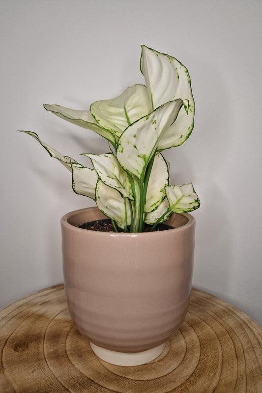 Cache pot Glazed sable