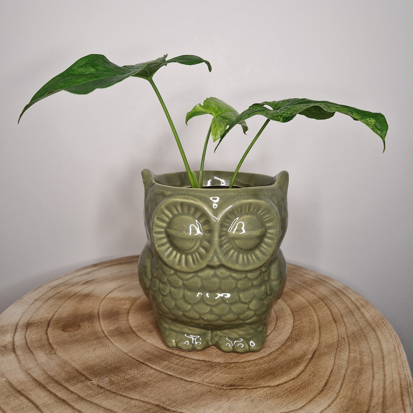 Cache pot chouette vert