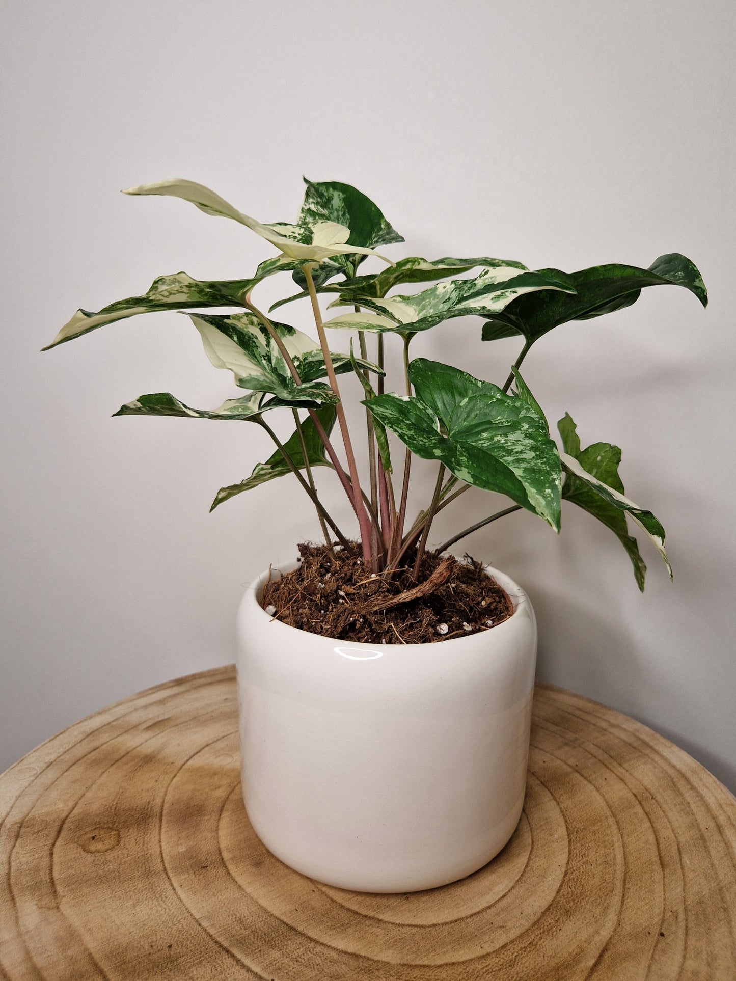 Cache pot Hardware Blanc