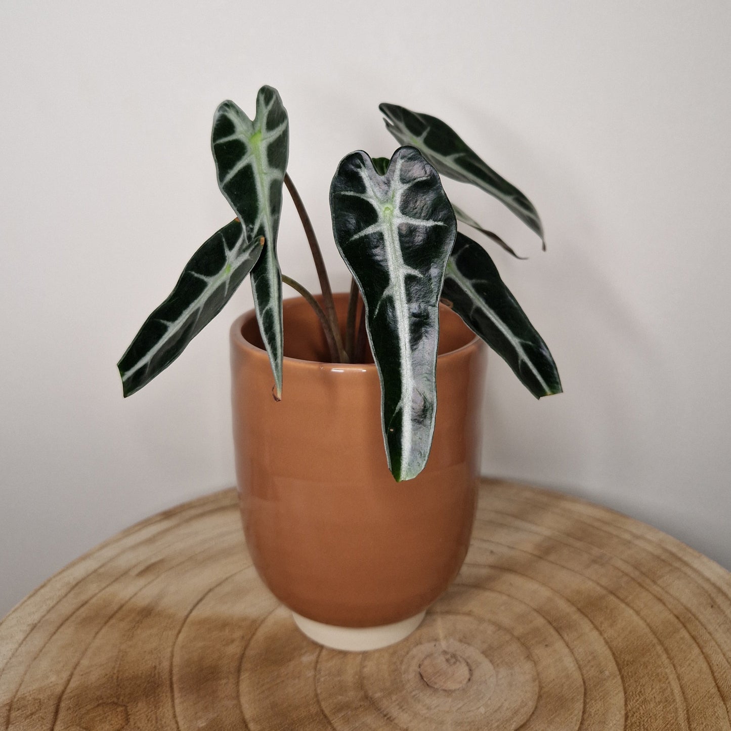 Cache pot Glazed Cognac