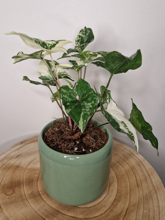 Cache pot Harware Vert