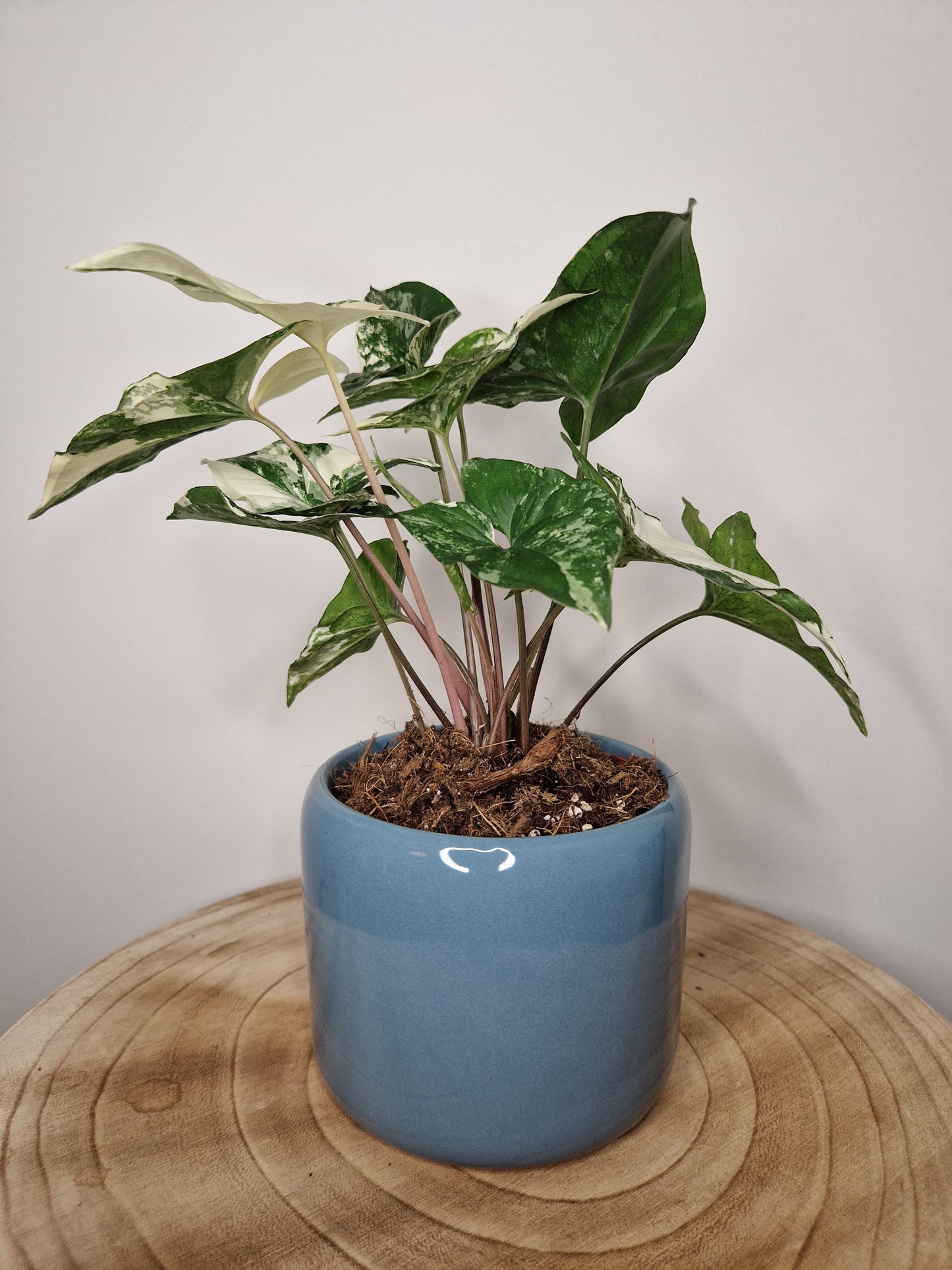 Cache pot Harware Bleu