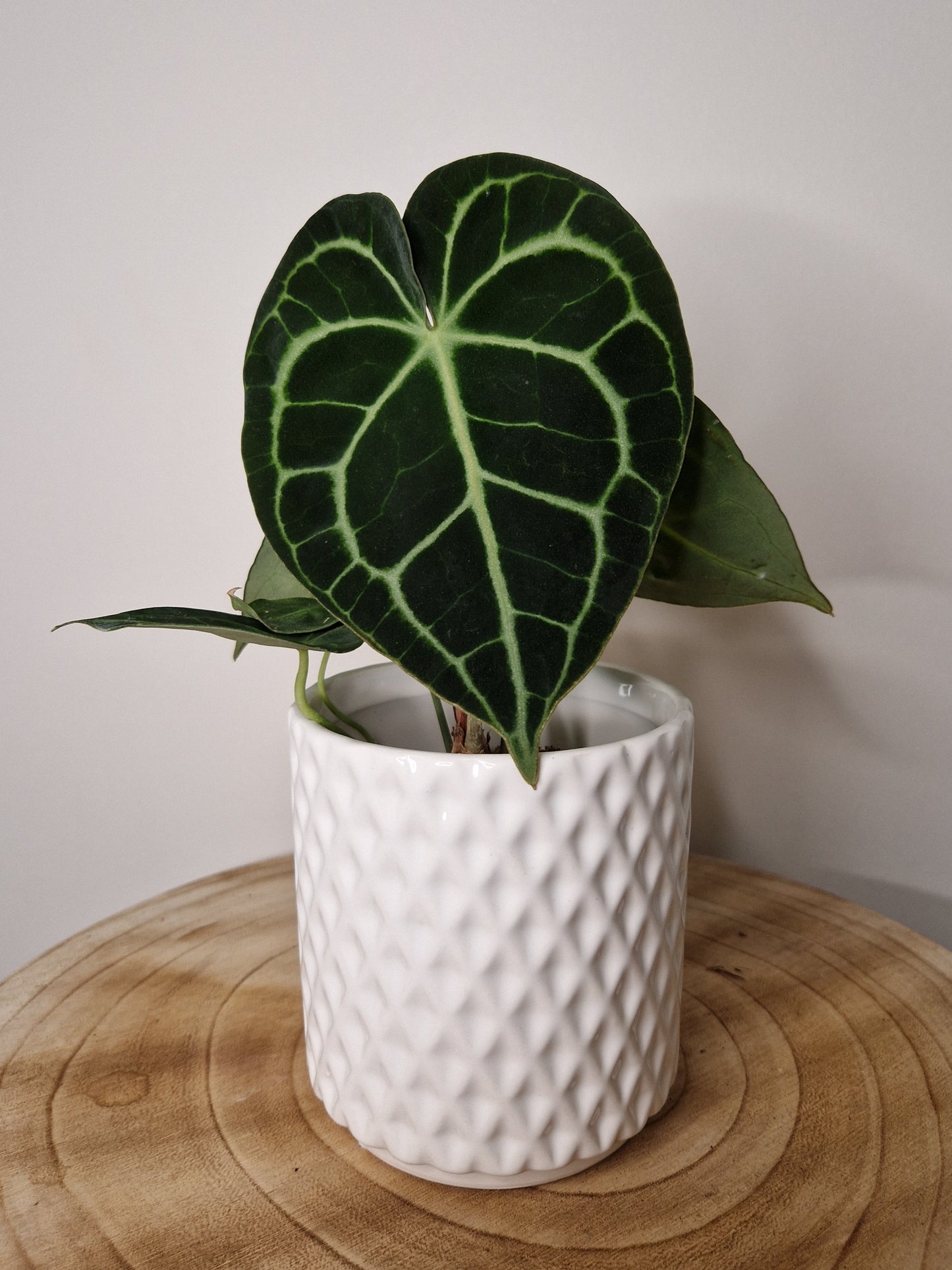 Cache pot Diamond Blanc