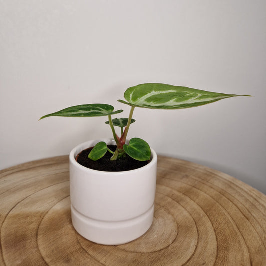 Cache pot Pastel Blanc