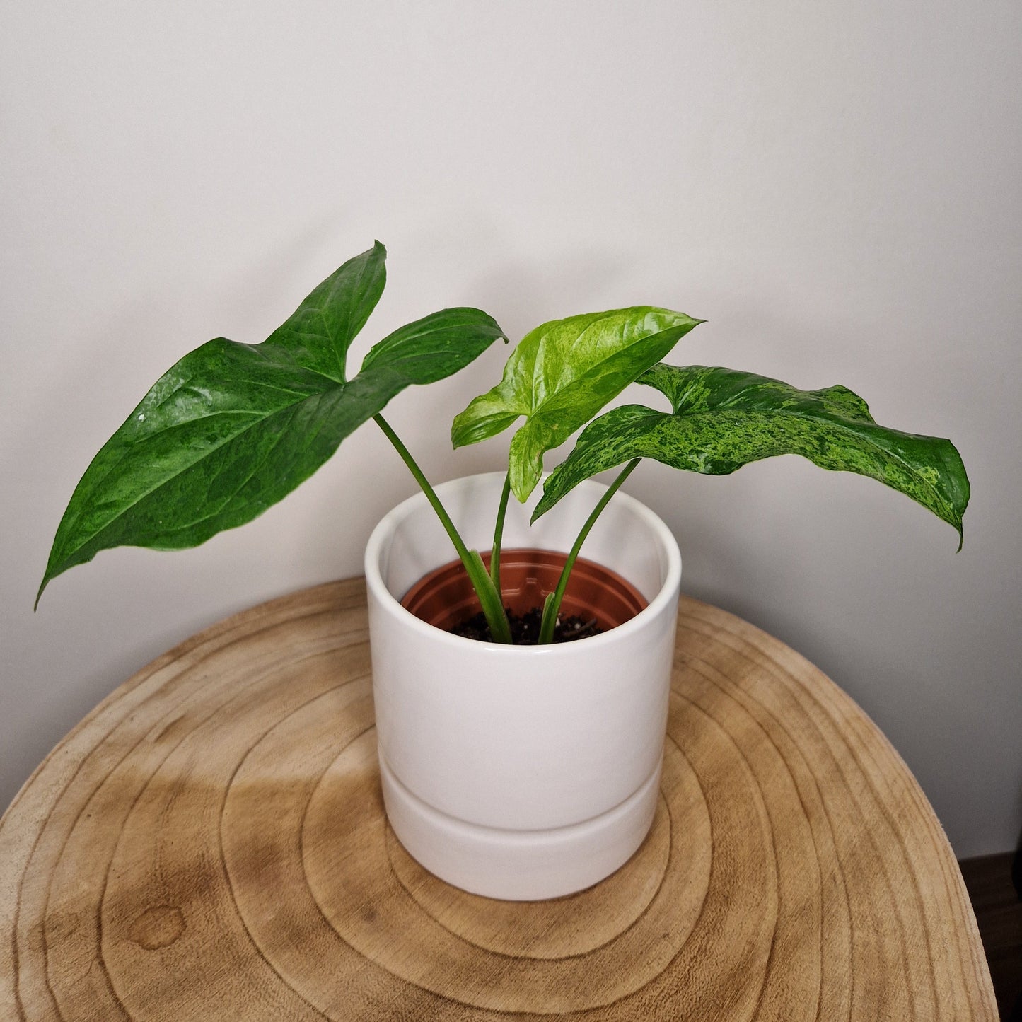 Cache pot Pastel Blanc