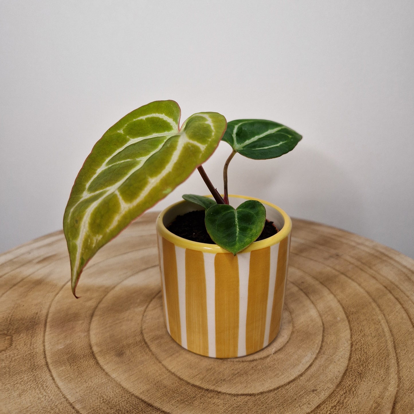 Cache pot Painted strip Jaune