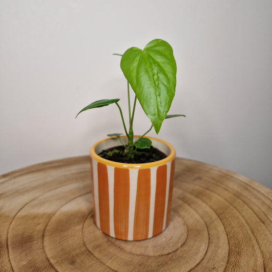 Cache pot Painted strip Orange