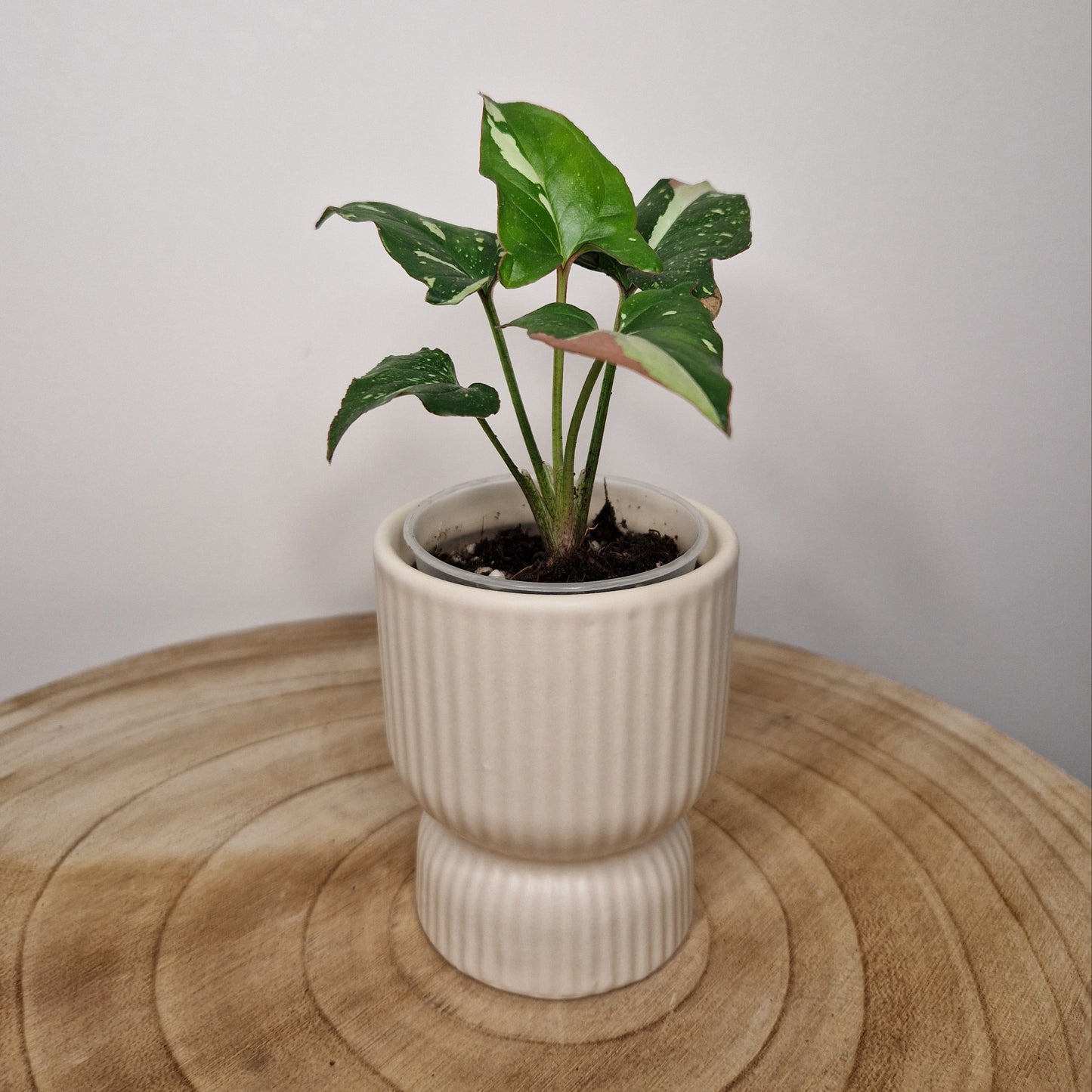 Cache pot Diabolo Beige