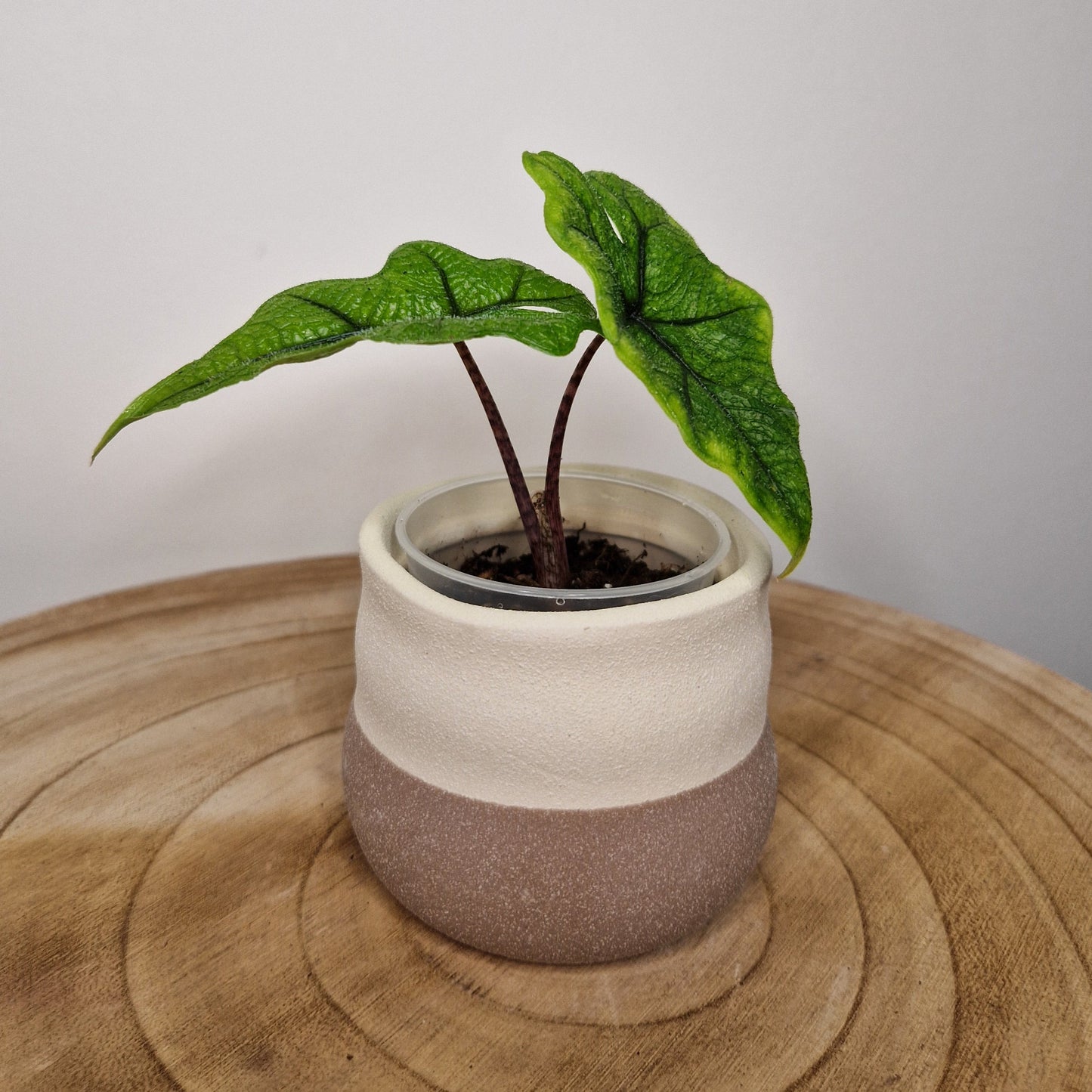 Cache pot Imperfect bag