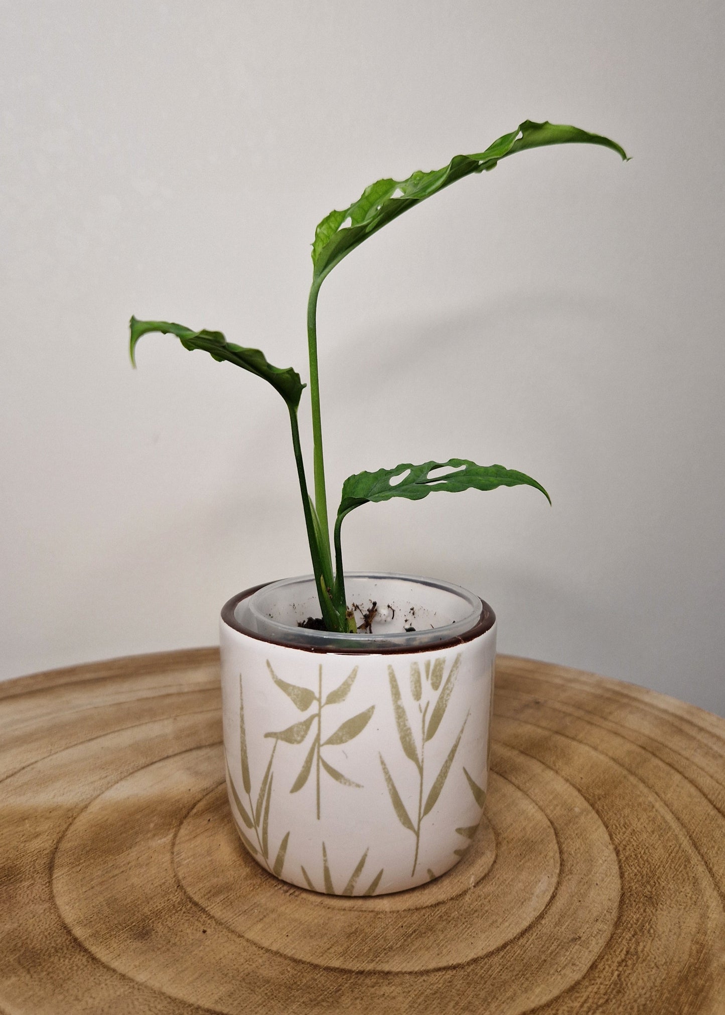 Cache pot Leaf Blanc