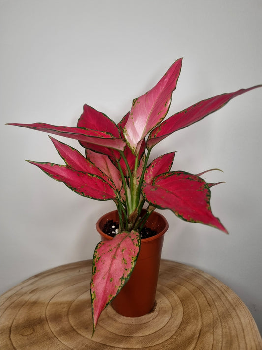 Aglaonema Cherry Baby
