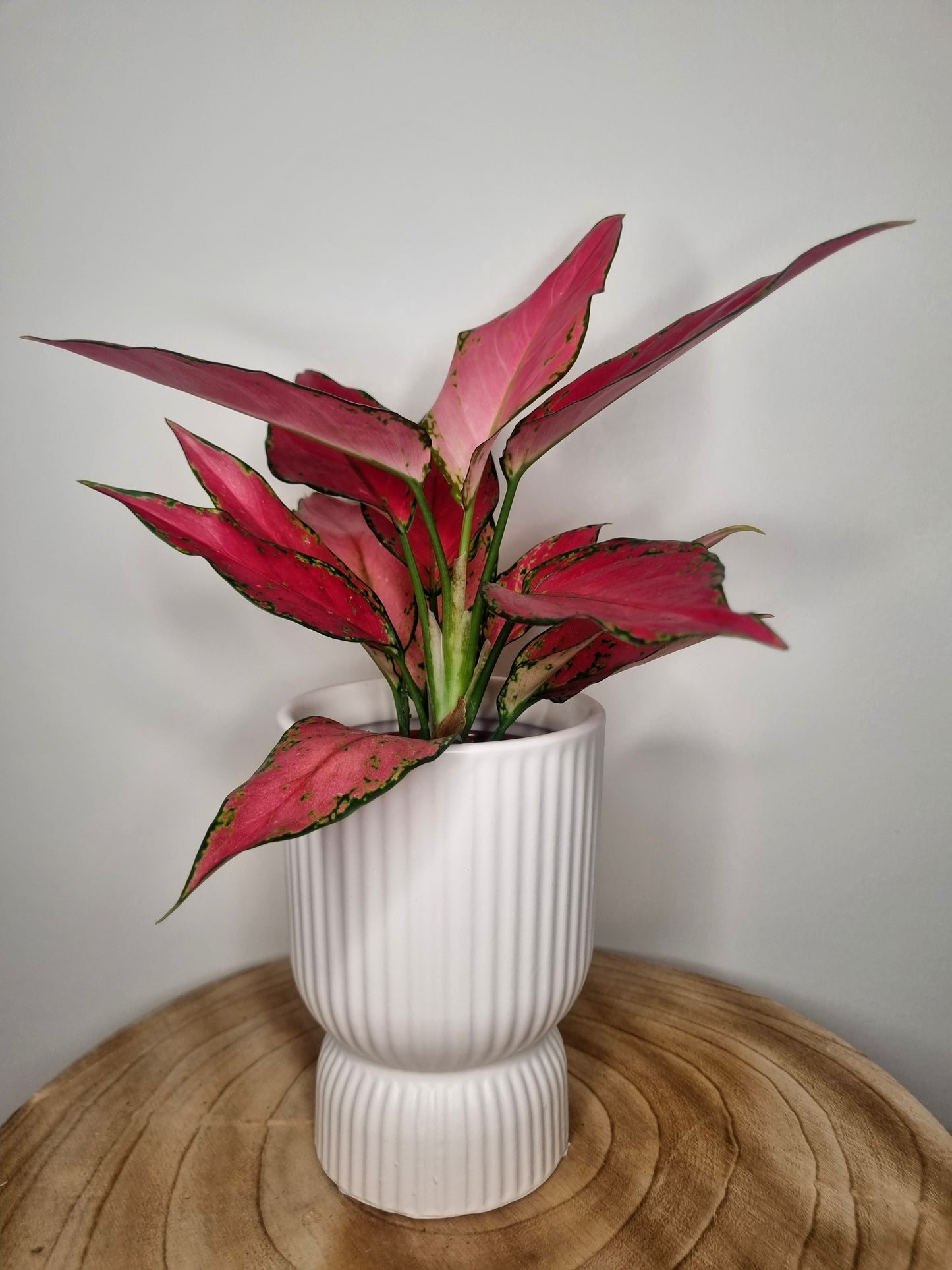 Aglaonema Cherry Baby