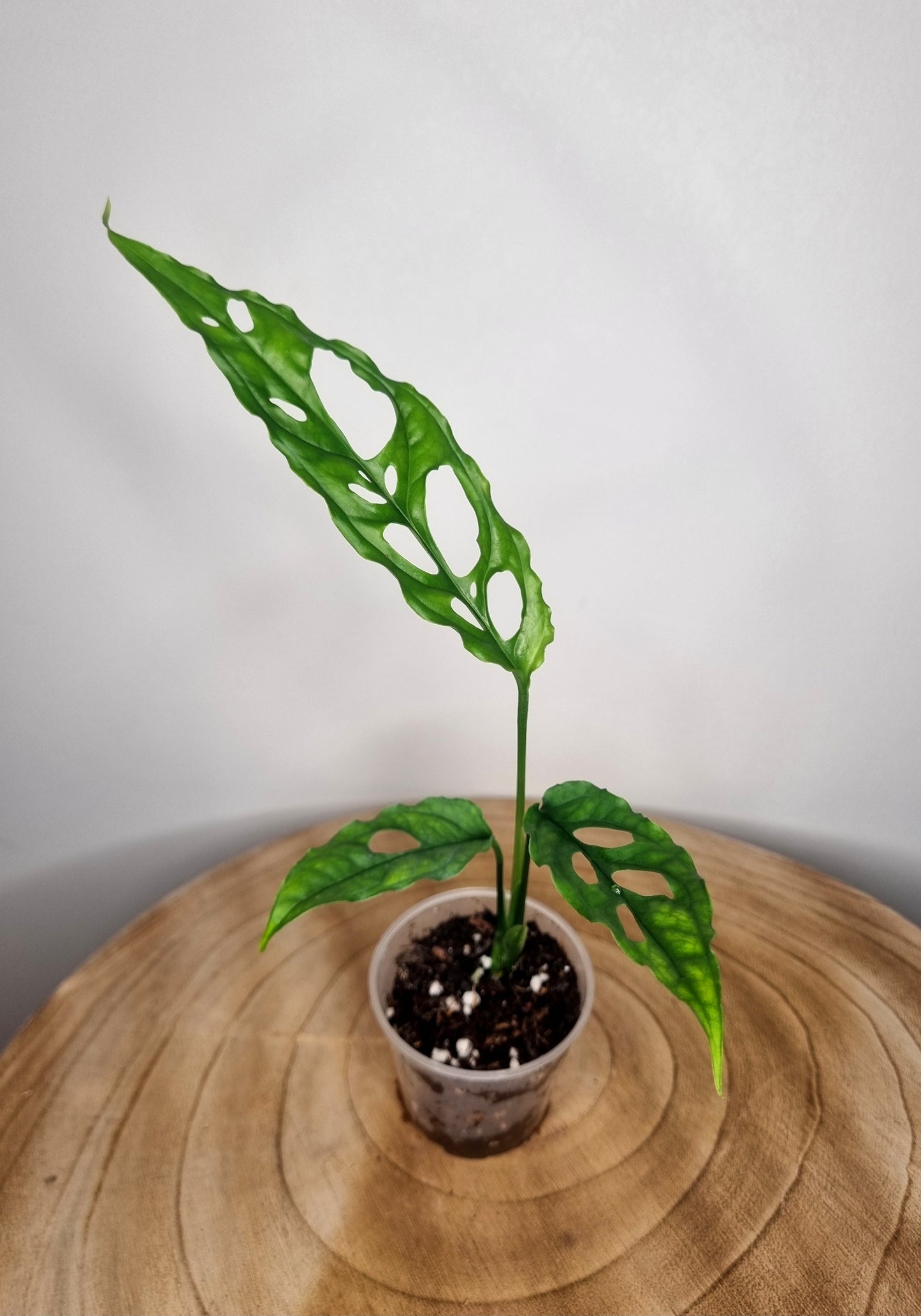 Monstera Obliqua Peru
