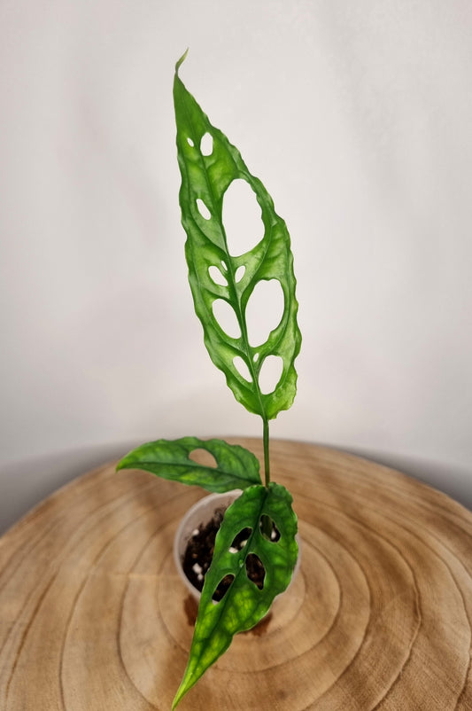 Monstera Obliqua Peru