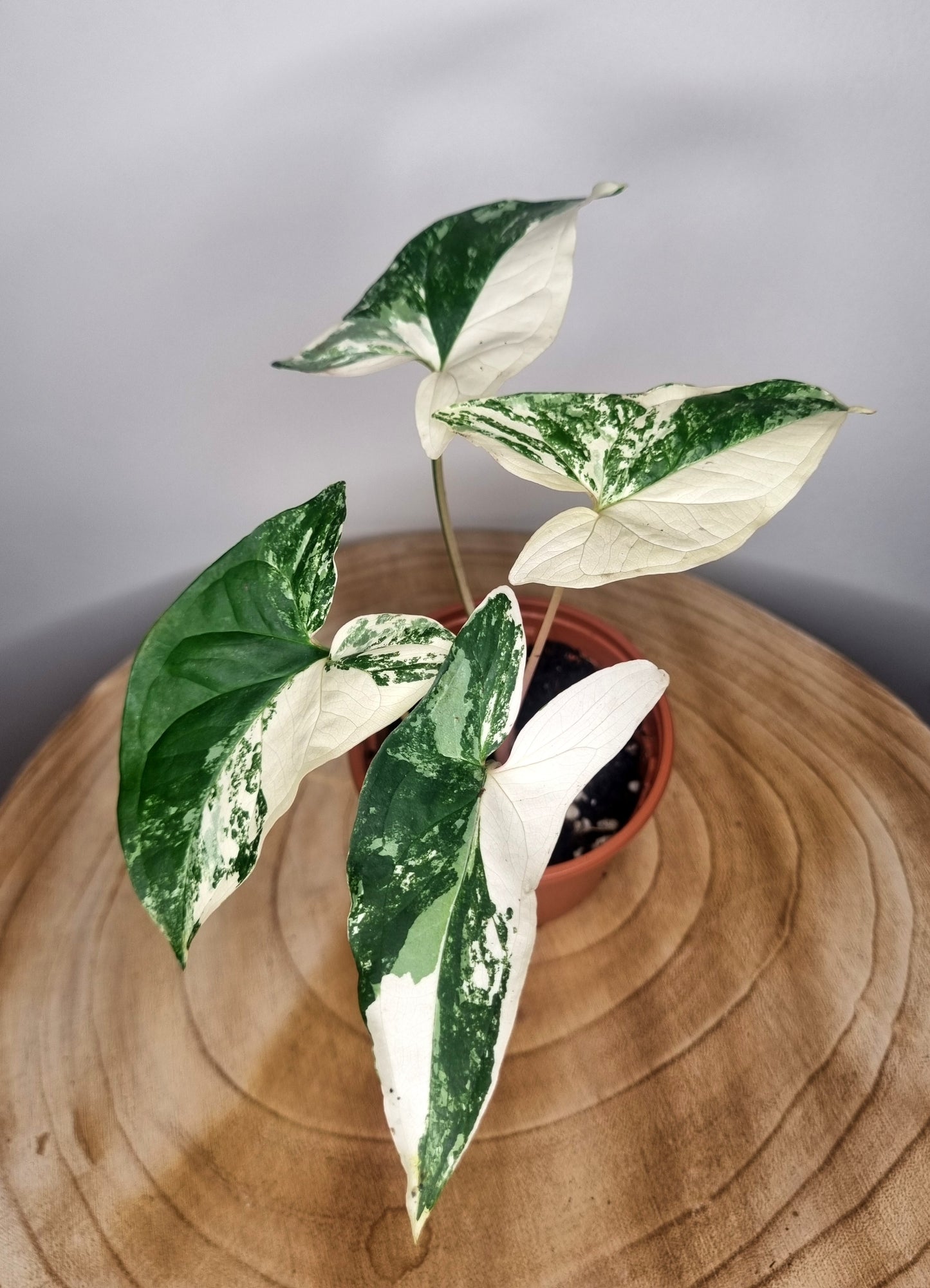 Syngonium albo variegata