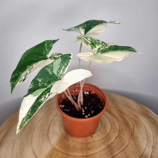 Syngonium albo variegata