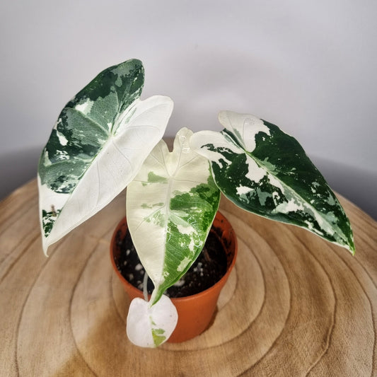 Alocasia frydek variegata