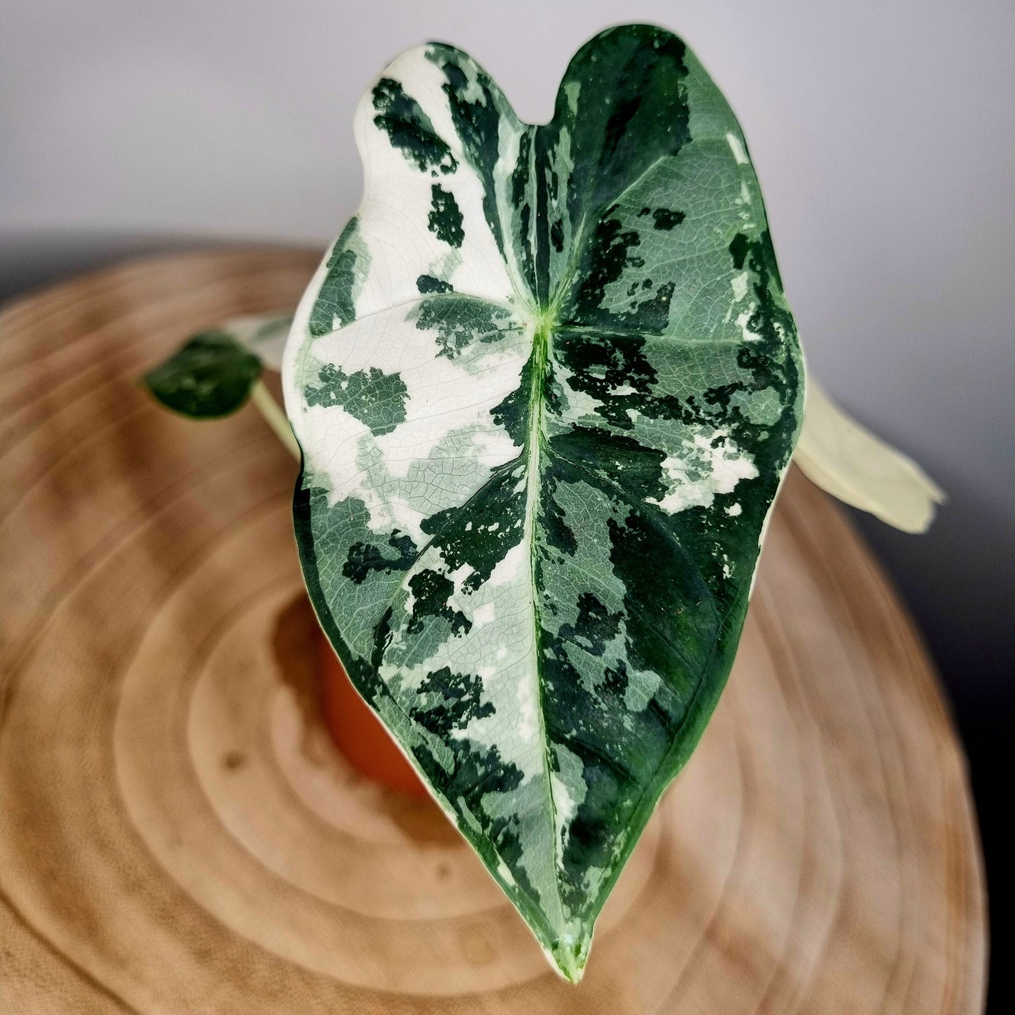 Alocasia frydek variegata