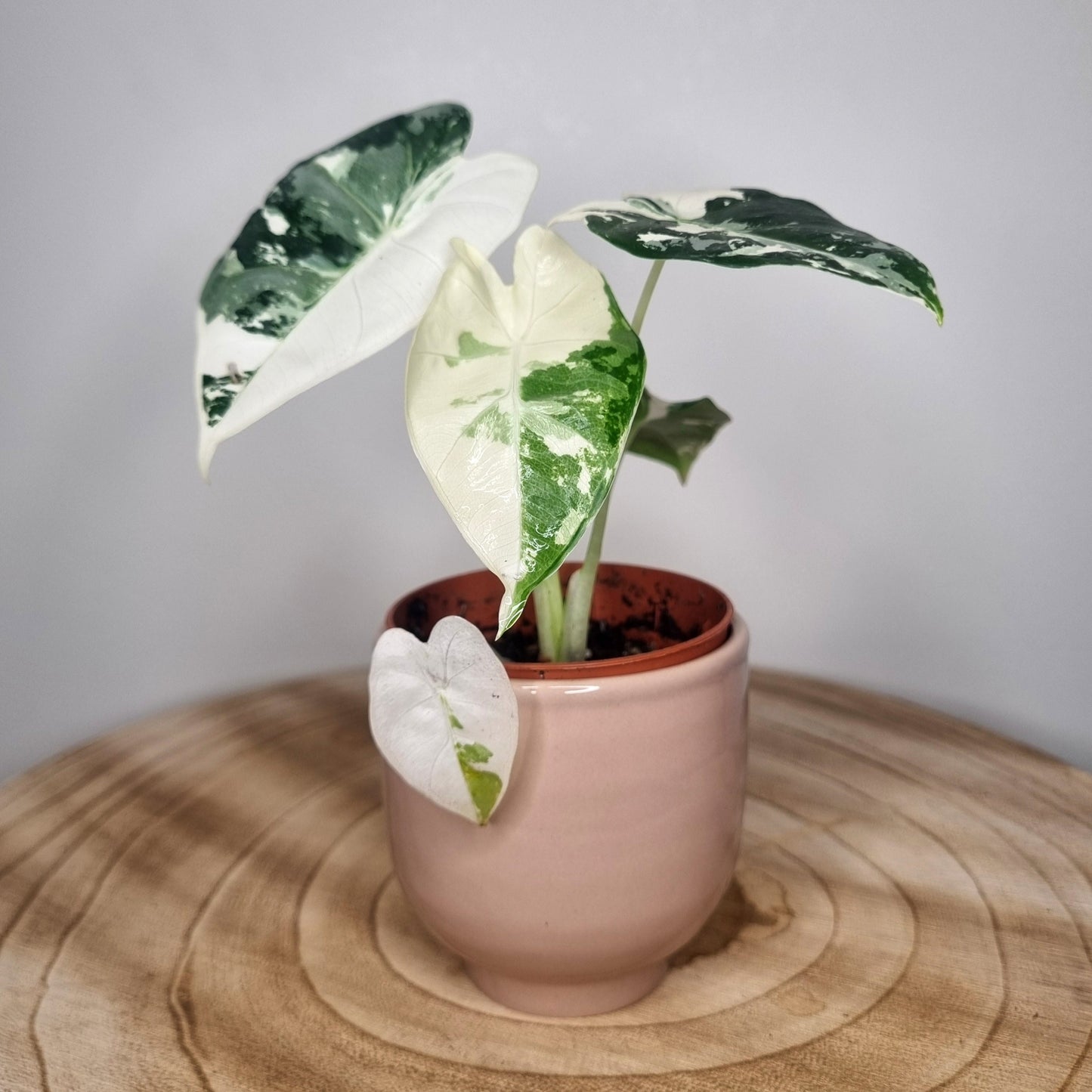 Alocasia frydek variegata