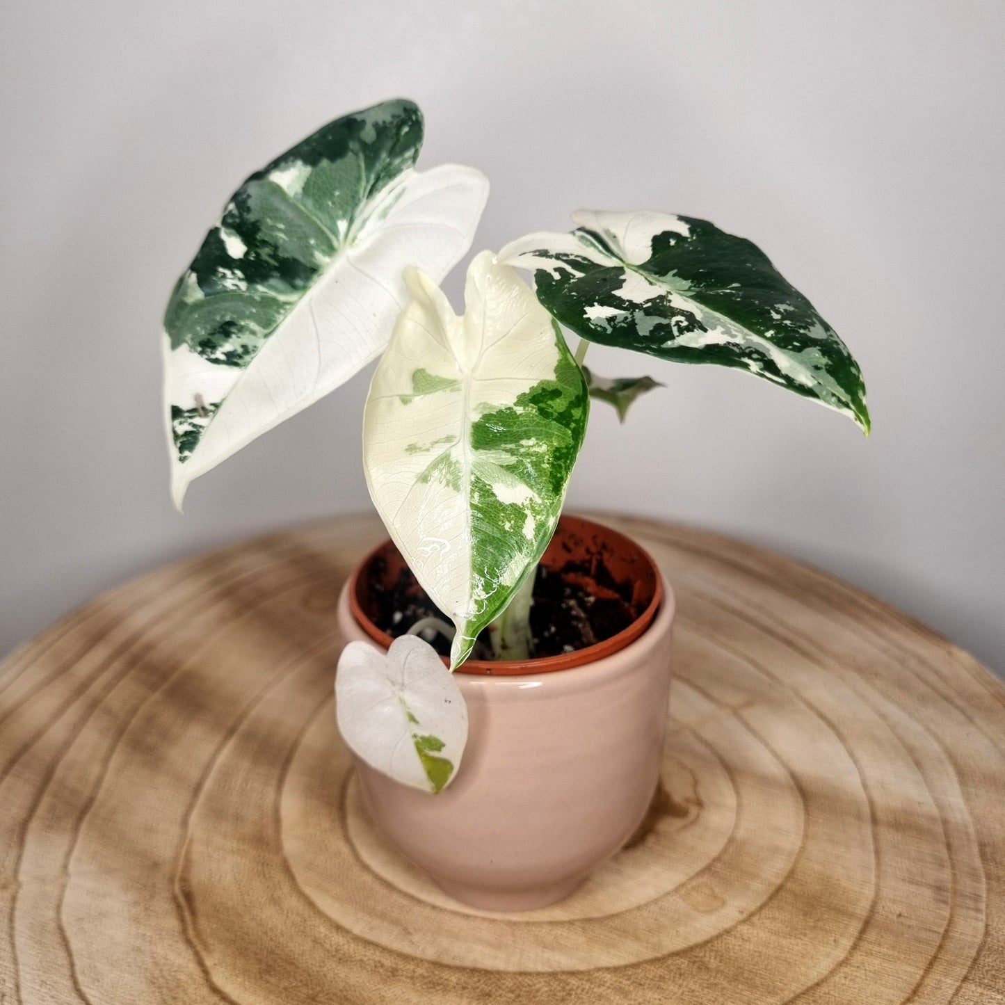 Alocasia frydek variegata