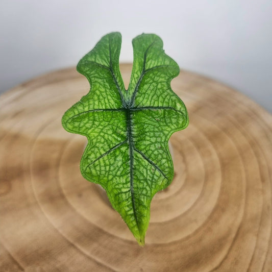 Alocasia Jacklyn