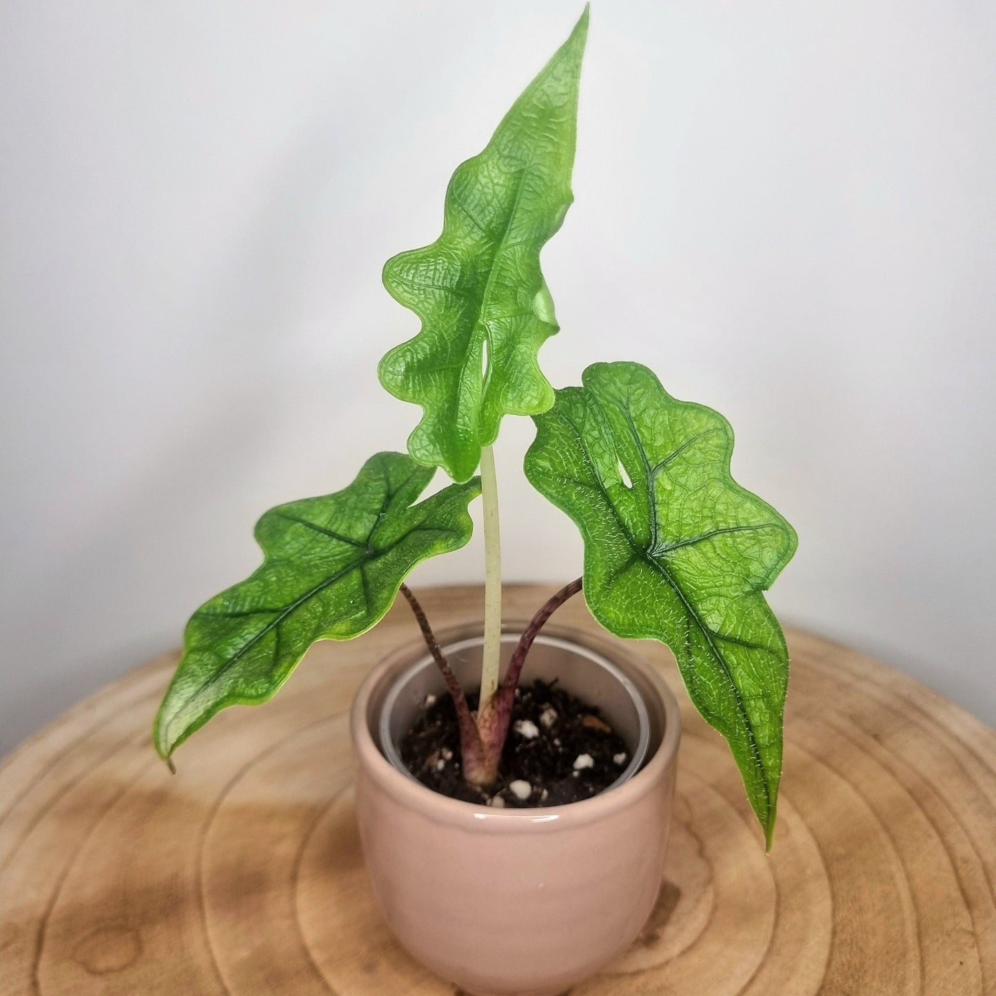 Alocasia Jacklyn