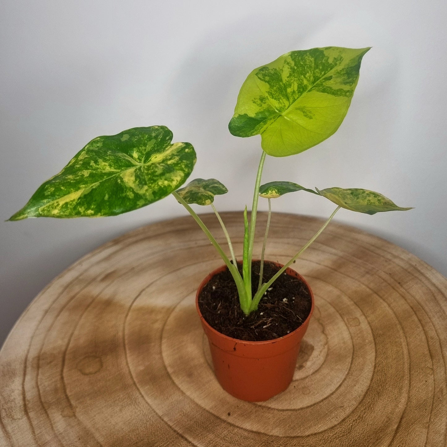 Alocasia gageana aurea variegata