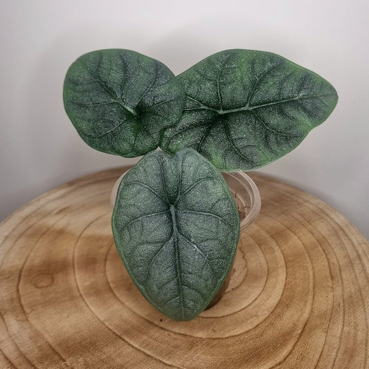 Alocasia Melo