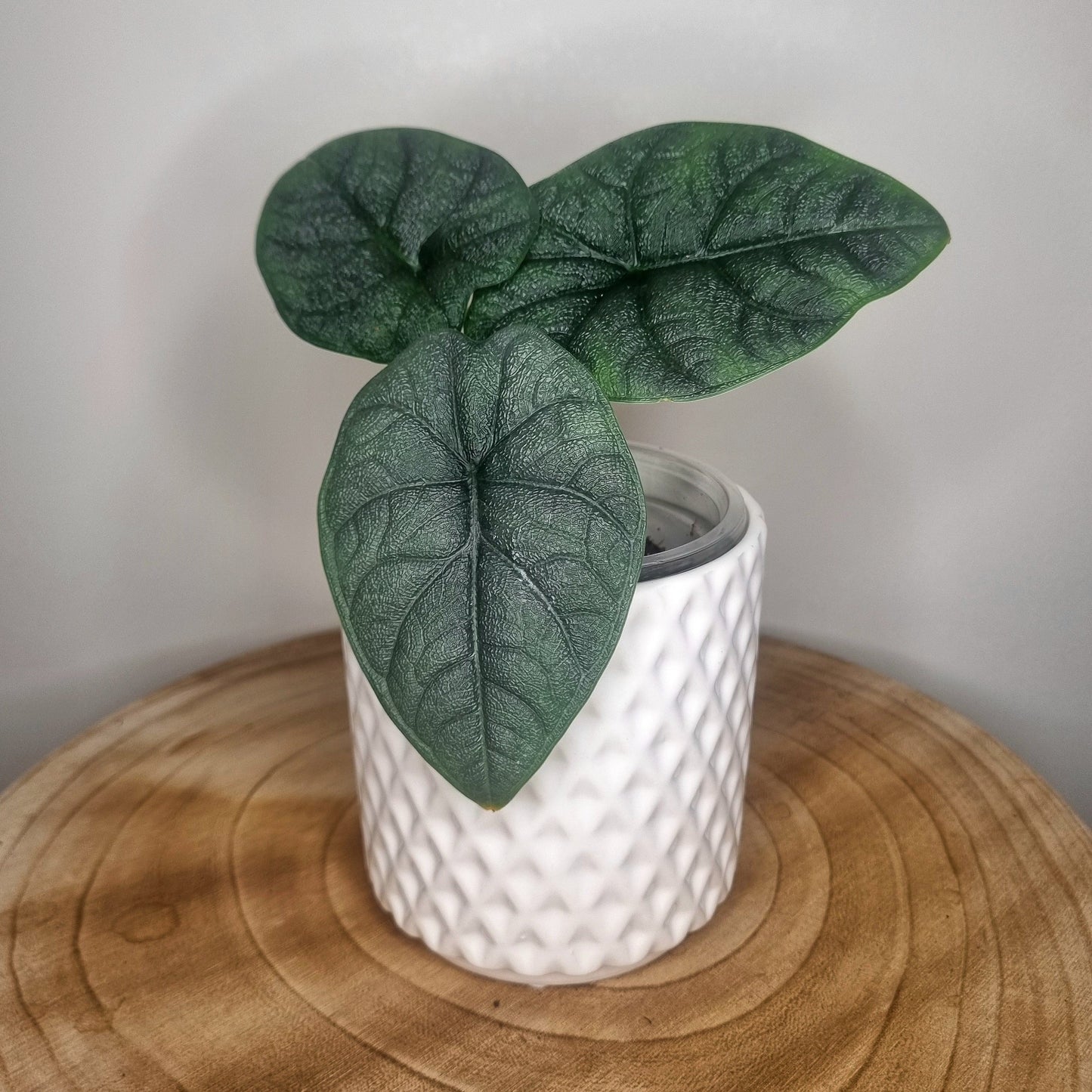 Alocasia Melo