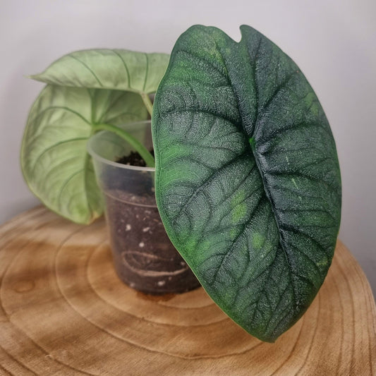 Alocasia Melo