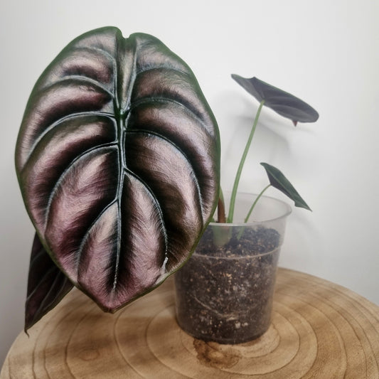 Alocasia Cuprea Red Secret