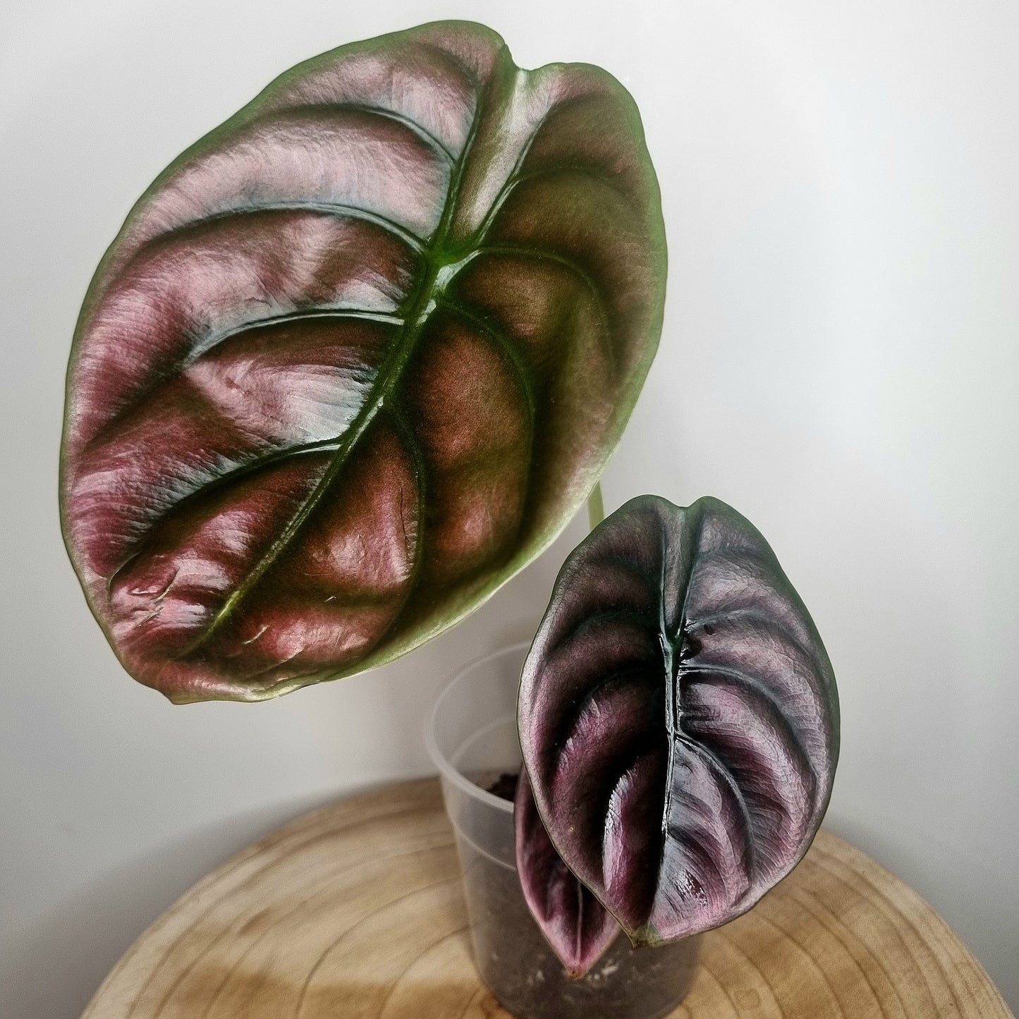 Alocasia Cuprea Red Secret