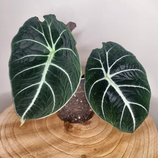 Alocasia Black Velvet