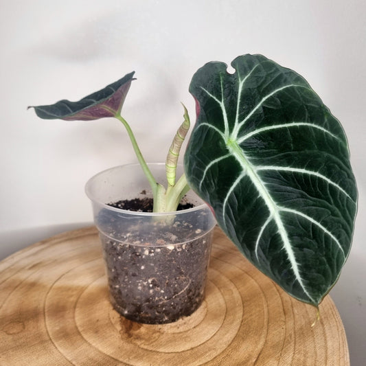 Alocasia Black Velvet
