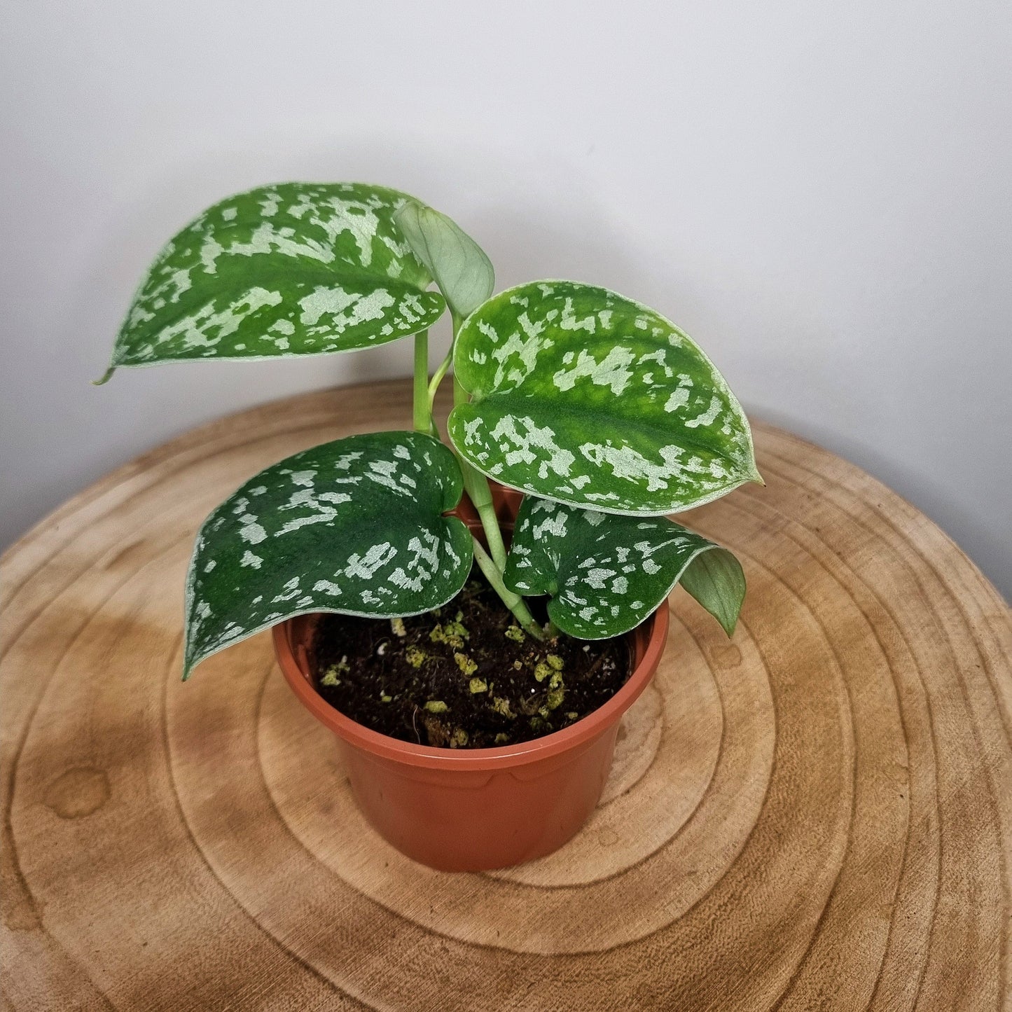 Scindapsus Pictus