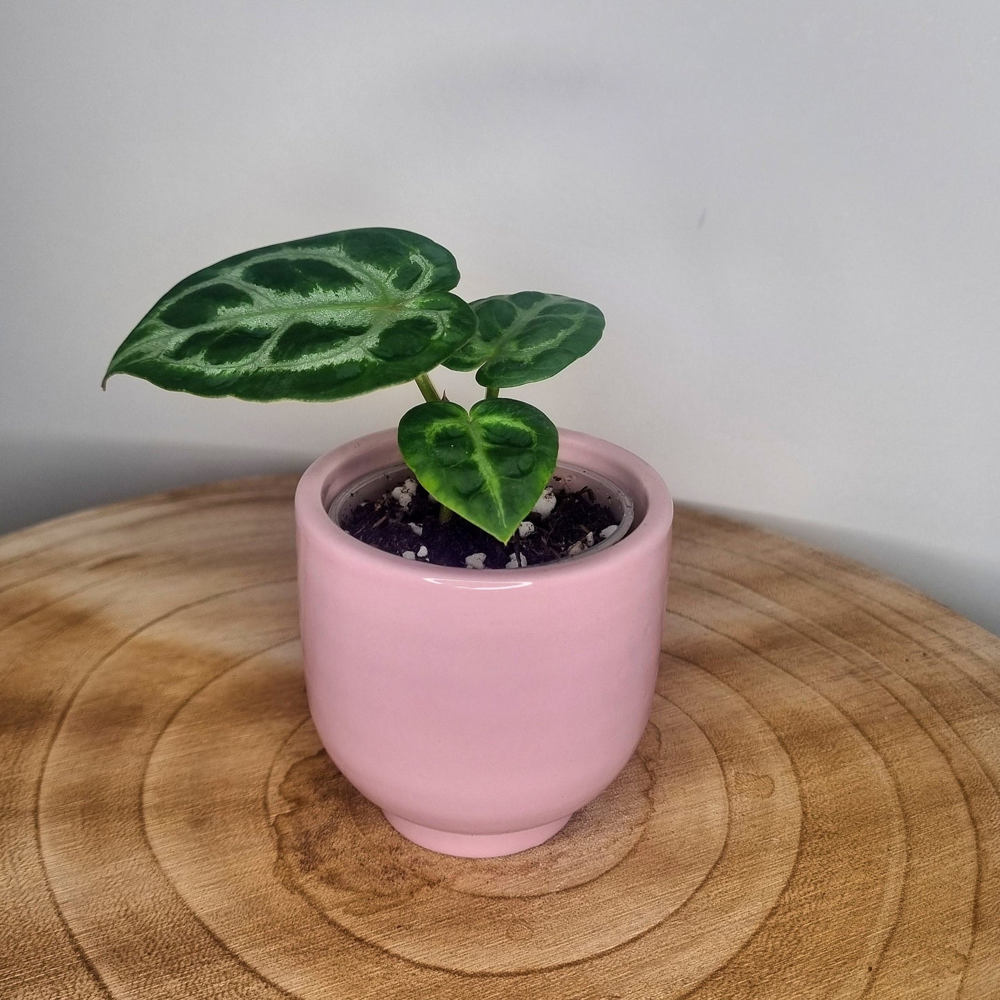 Cache pot Pastel