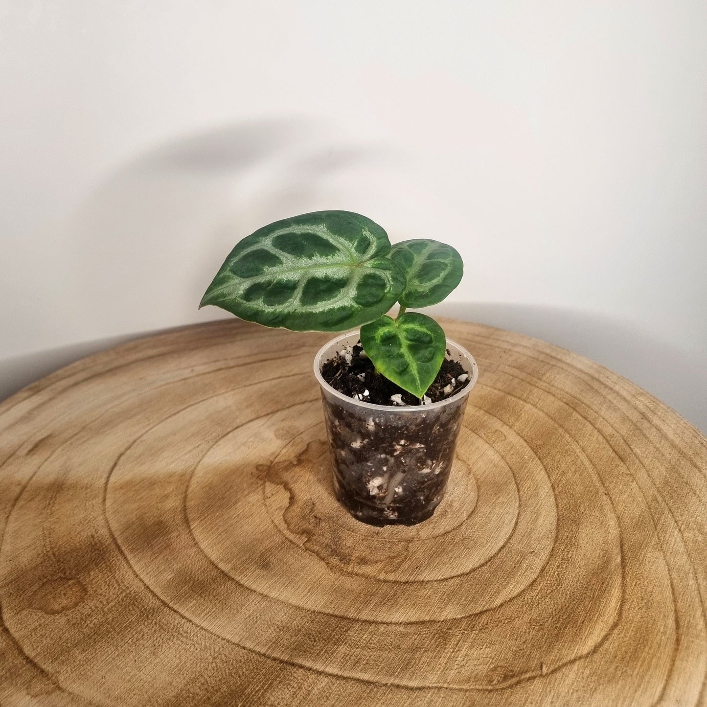 Anthurium Silver Blush