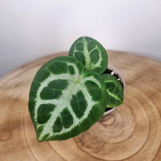 Anthurium Silver Blush