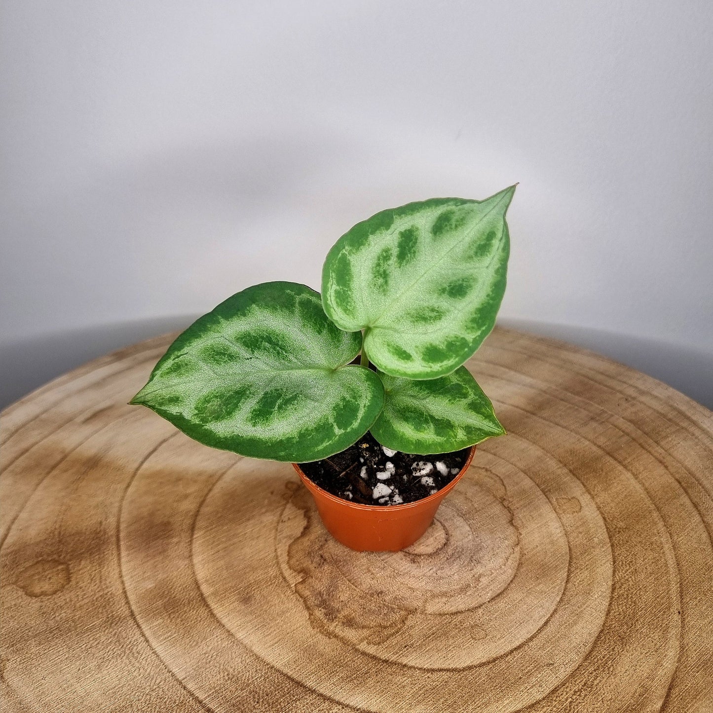 Anthurium Silver Blush