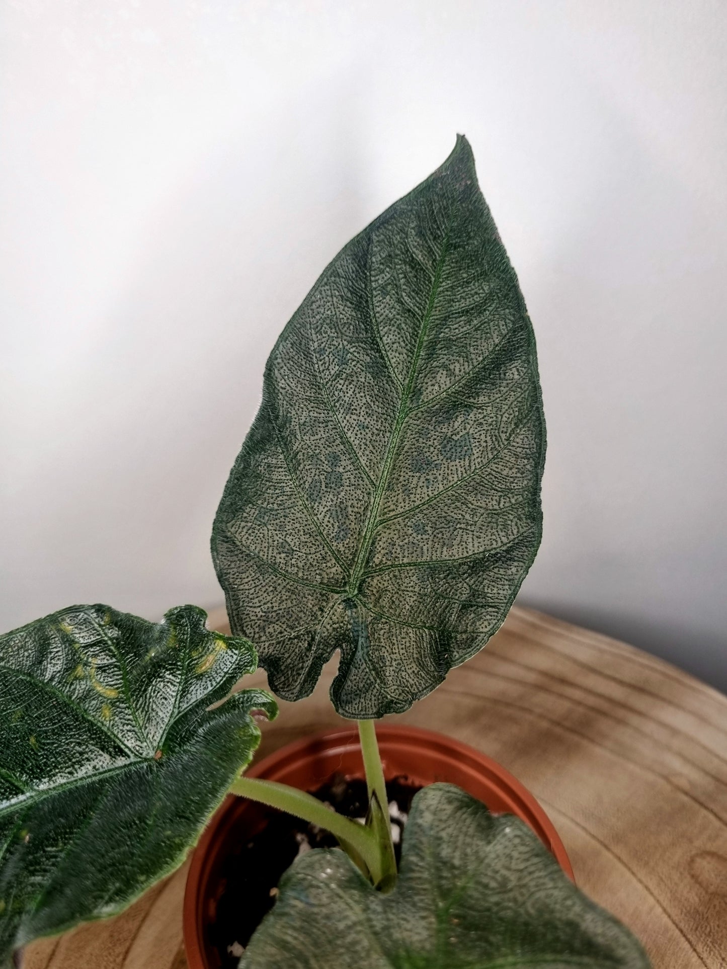 Alocasia Antoro Velvet