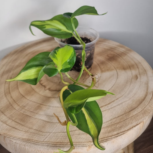 Philodendron Scandens Brasil