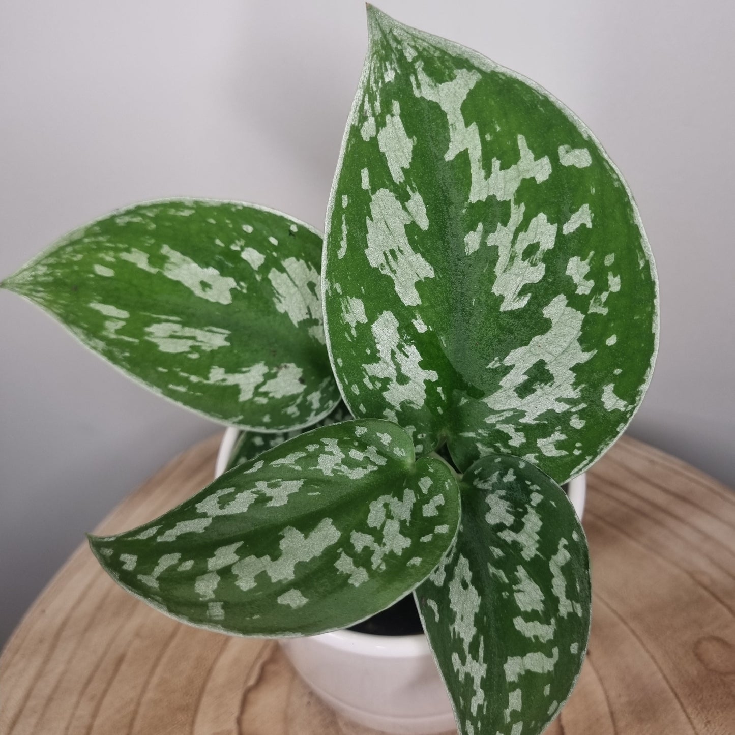 Scindapsus Pictus