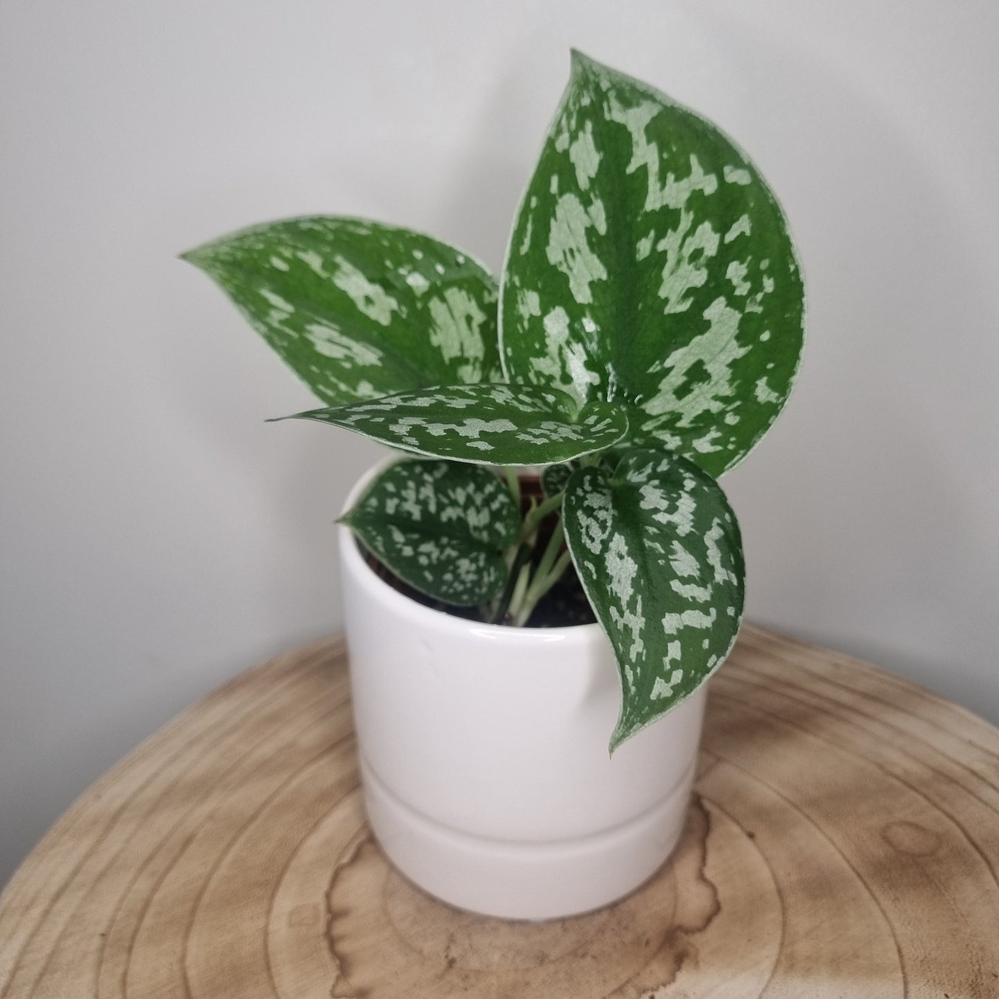 Scindapsus Pictus