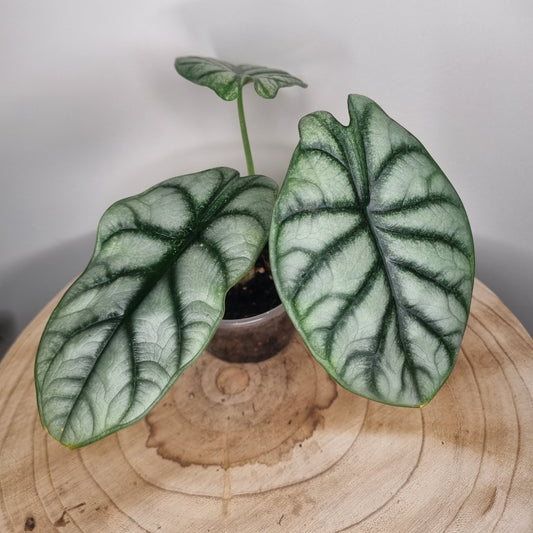 Alocasia Silver Dragon