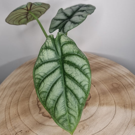 Alocasia Silver Dragon