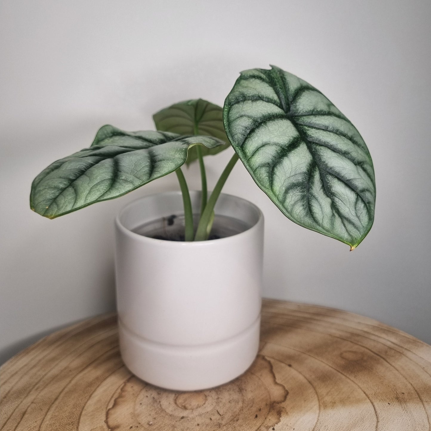 Alocasia Silver Dragon