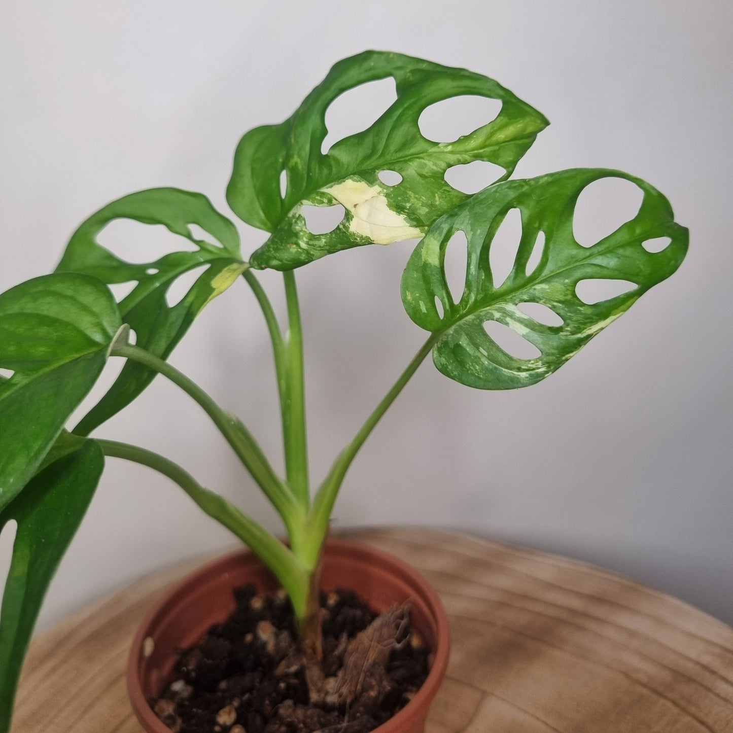 Monstera Adansonii Variegata